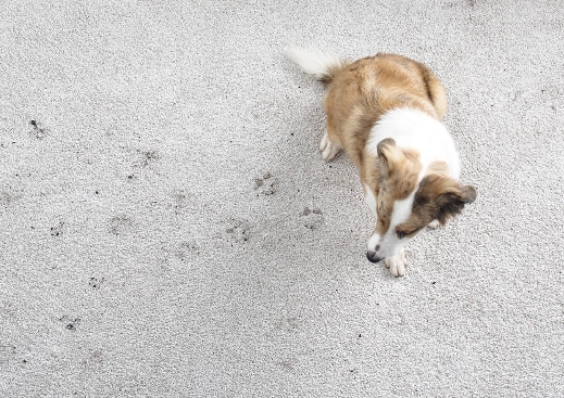 Carpet Care | City Flooring, LLC